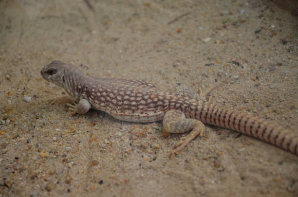 istock Australian water dragon, Physignathus lesueurii 1226572765