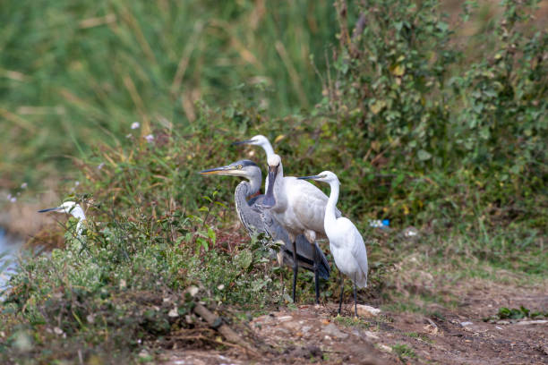 istock Eurasian Spoonbill, (Platalea leucorodia) in the natural habitat bird. 1226572811