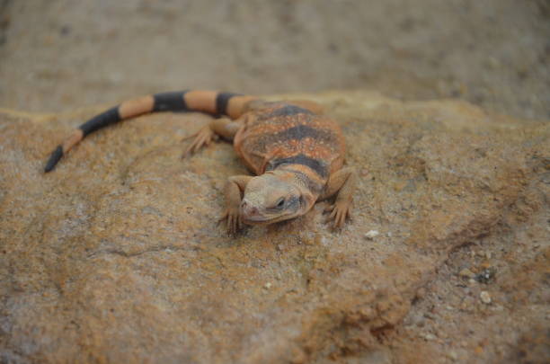 istock Sagebrush lizard on the rock 1226572927