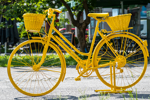 Wicker bicycle basket, filled with tulips and Narcissus on a park background