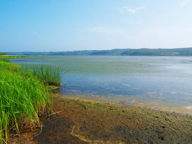 istock Summer Hokkaido landscape 1226573248