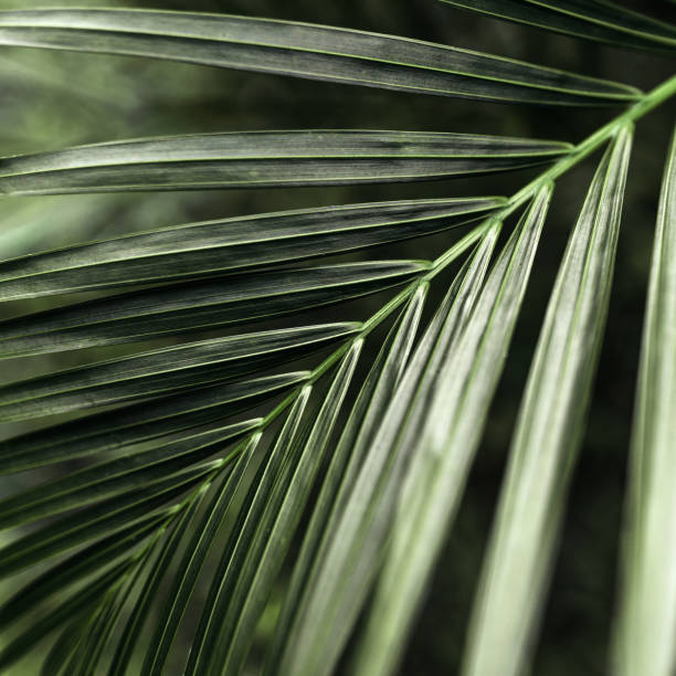 istock Tropical palm leaves, floral pattern background 1226575505