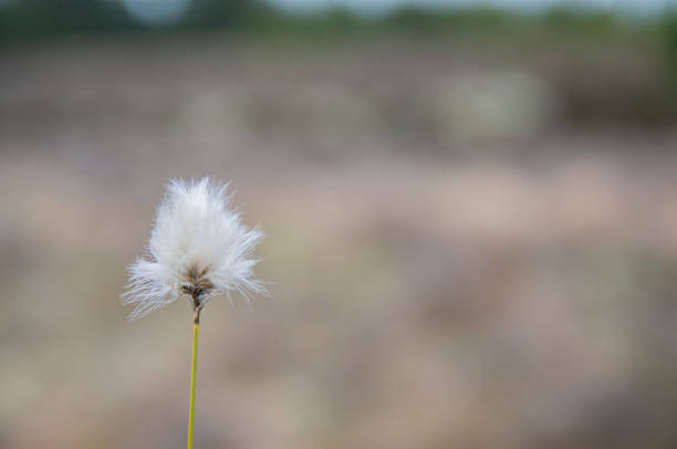 Eriophorum vaginatum/ Tussock cottongrass, or sheathed cotton-sedge in bogland county Roscommon, Ireland