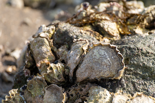Seasonal harvesting of wild oysters shellfish on sea shore during low tide in Zeeland, Netherlands