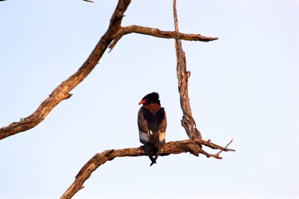 istock Bateleur high in the tree in Kruger 1226576963