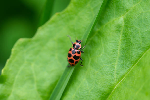 istock Spotted Pink Lady Beetle on Leaf 1226576994
