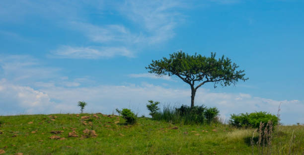 istock Beautiful landscape with tree in Africa 1226577255