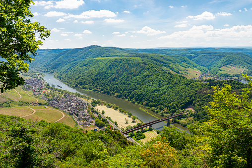 Beautiful, ripening vineyards in the spring season in western Germany, the Moselle river flowing between the hills. Visible railway bridge over the river.