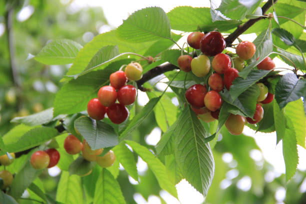istock Red ripe cherries on the branch in the orchard 1226577540