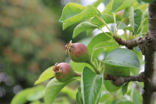Small Pear fruits growing on branch in the orchard. Cultivated Pyrus tree on springtime