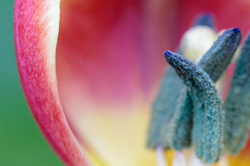 Inside of a pink yellow tulip head with blue stamens full of grains of pollen. Extreme close-up with shallow DOF.