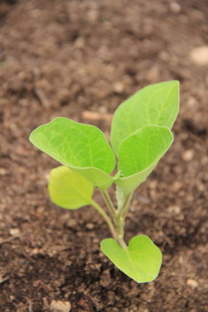 istock Small Eggplant plant growing in the vegetable garden on springtime 1226578418