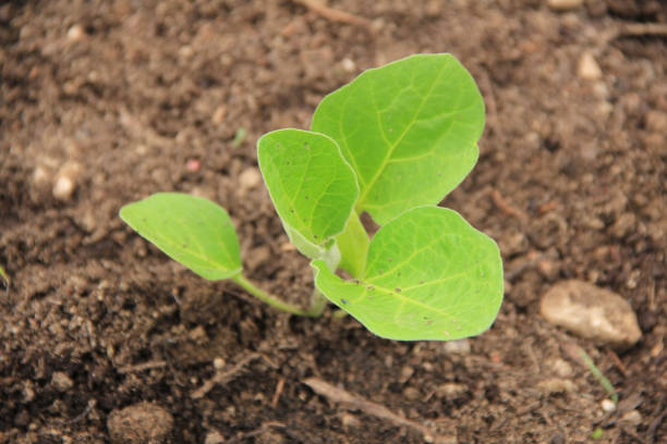 istock Small Eggplant plant growing in the vegetable garden on springtime 1226578553