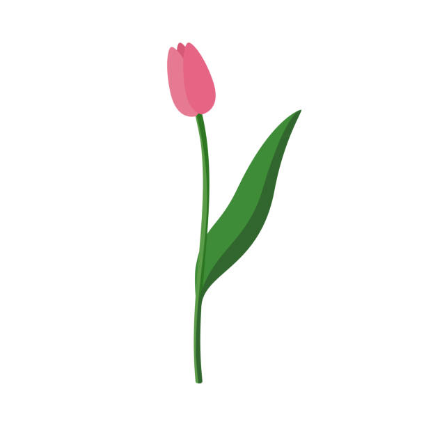 illustrazioni stock, clip art, cartoni animati e icone di tendenza di tulipano rosa con un bocciolo chiuso. illustrazione piatta azionario vettoriale isolata su uno sfondo bianco. - bud flower tulip flowers