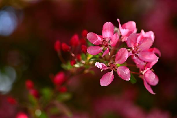 istock Beautiful blossom tree. Nature scene with sun on Sunny day. Spring flowers. Abstract blurred background in Springtime. 1226579539