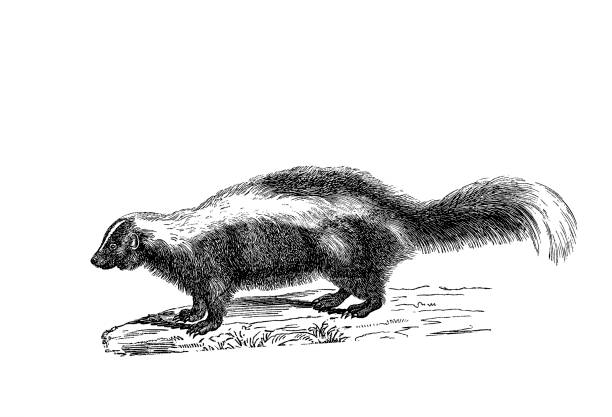 ilustracja skunk w popularnej encyklopedii z 1890 roku - skunk stock illustrations