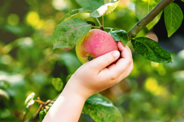 istock Child is picking red apple from tree branch. 1226579988