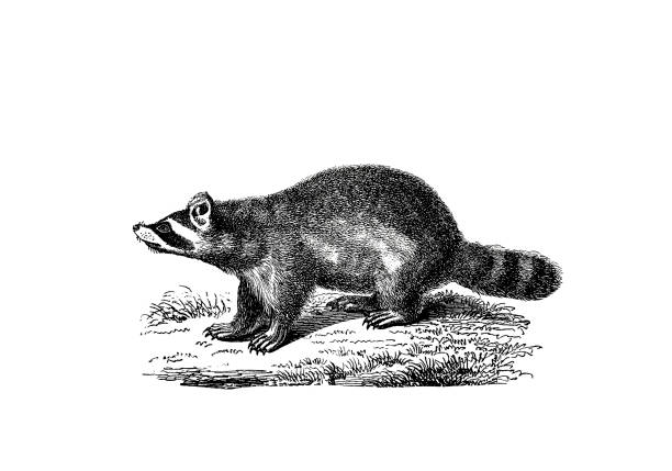 Illustrations from the popular encyclopedia