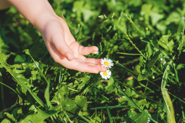 istock Hand of child touching daisy. 1226580036