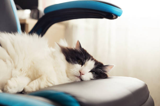 istock Fluffy black and white cat sleeps on a gaming chair 1226580077