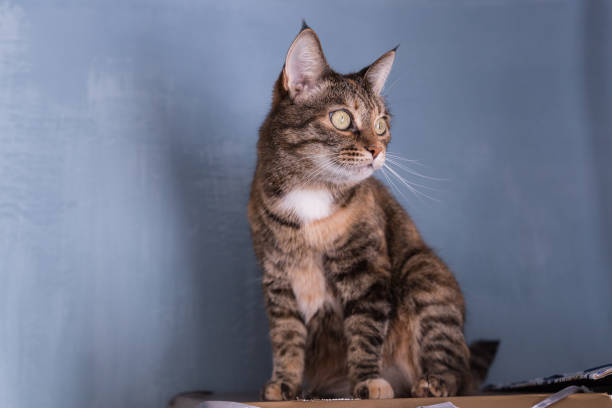 istock A tortoiseshell cat arched its back on a shelf under the ceiling 1226580131