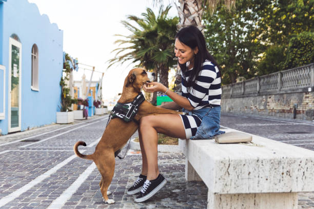 istock Friendly dog having fun in the city 1226580808