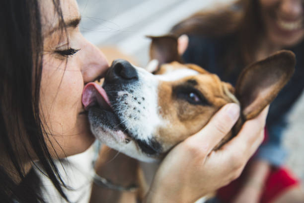 istock Falling in love with dogs 1226580858