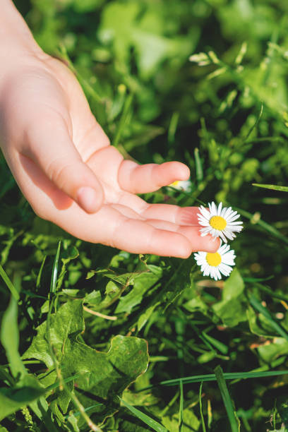 istock Hand of child touching daisy. 1226580948