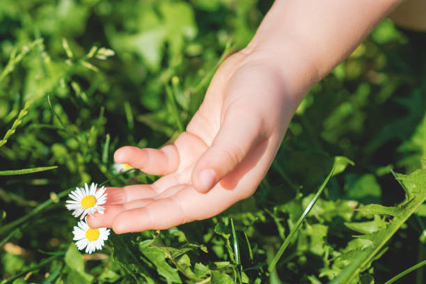 istock Hand of child touching daisy. 1226580962