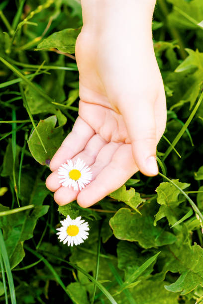 istock White daisy on palm of child. 1226580980