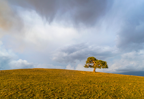 Lonely tree on the hill
