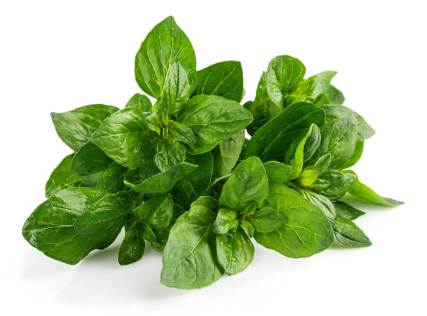 istock Bunch oregano. Fresh spicy herb. 1226581505
