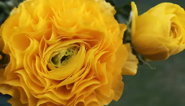 Close up of lush curly crown of yellow Ranunculus flower and budagainst green meadow blurry background in European garden on sunny day.Selective focus on heart of blooming flower.Copy space.