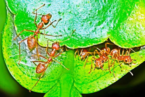istock Ant community in the nest. 1226583613