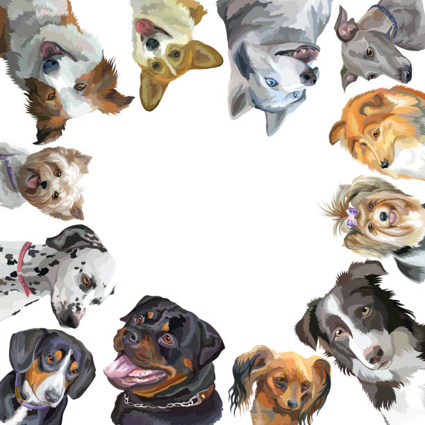 Group of dogs different breeds in square isolated on white background Group of dogs portraits different breeds (Rottweiler, border collie; toy Terrier, Pembroke Welsh Corgi, Sheltie,Yorkshire Terrier, Italian Greyhound, Biewer terrier,Entlebucher Mountain Dog, dalmatian, siberian husky) in square isolated on white background border collie drawing stock illustrations