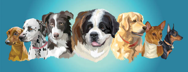 ilustrações de stock, clip art, desenhos animados e ícones de big and small dog breeds panorama - golden retriever retriever white background isolated
