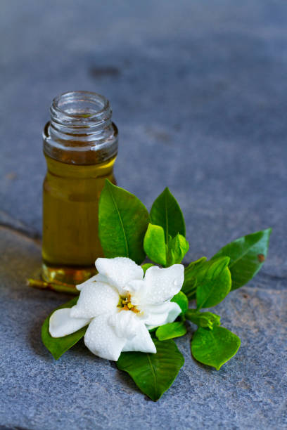 aceite esencial de jazmín. aceite orgánico de jazmín aromático. spa. - angelica herb plant organic fotografías e imágenes de stock