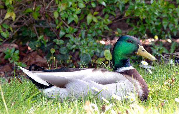 화창한 날에 는 공원에 앉아 있는 수컷 오리 - sitting duck 뉴스 사진 이미지