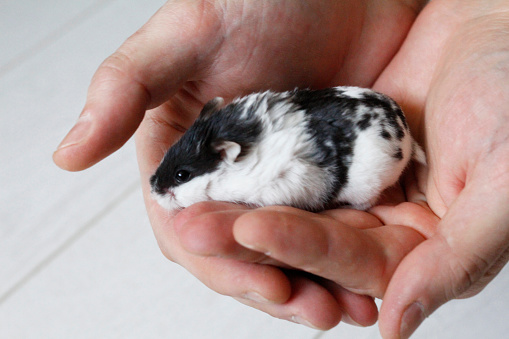 Little black and white hamster in the hands. Front view of a cute hamster. Caring, mercy, pet care concept. Dzungarian or Siberian Hamster.