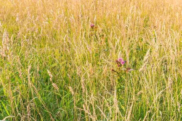 Meadow grass in the light of the sun, background