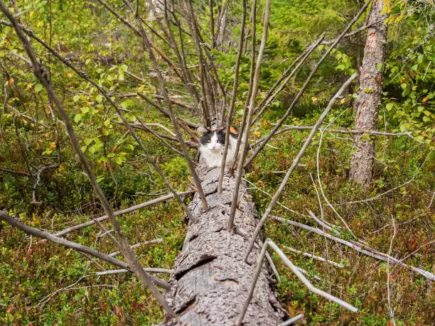 The cat hides behind branches on a dumped tree in the summer