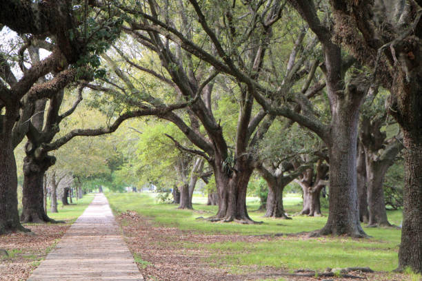 istock Canopy of Giant Oak Trees Over Walkway 1226585418