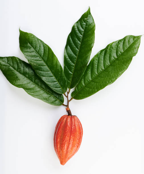istock Orange color cacao pod 1226585606