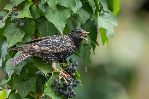 Common starling (Sturnus vulgaris) eating ivy berries.