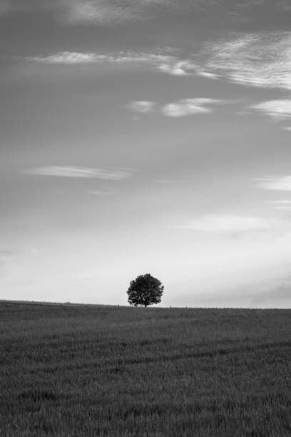istock Poetic black and white image of a single, round tree as a point on the horizon. 1226586383