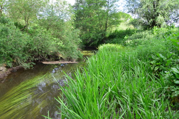 istock River Mole in May in Horley in Surrey. 1226586993