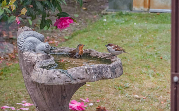 istock Robin taking a bath in front of a sparrow 1226587770