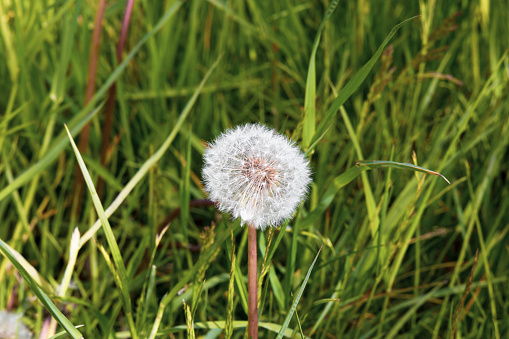 Fluffy white blowball flower on fresh green grass background.