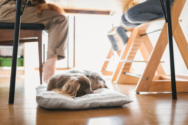 Dog sleeping under the table at home Miniature Dachshund is lying down on cushion under the table. Mother and children sitting on the table. woman lying on the floor isolated stock pictures, royalty-free photos & images
