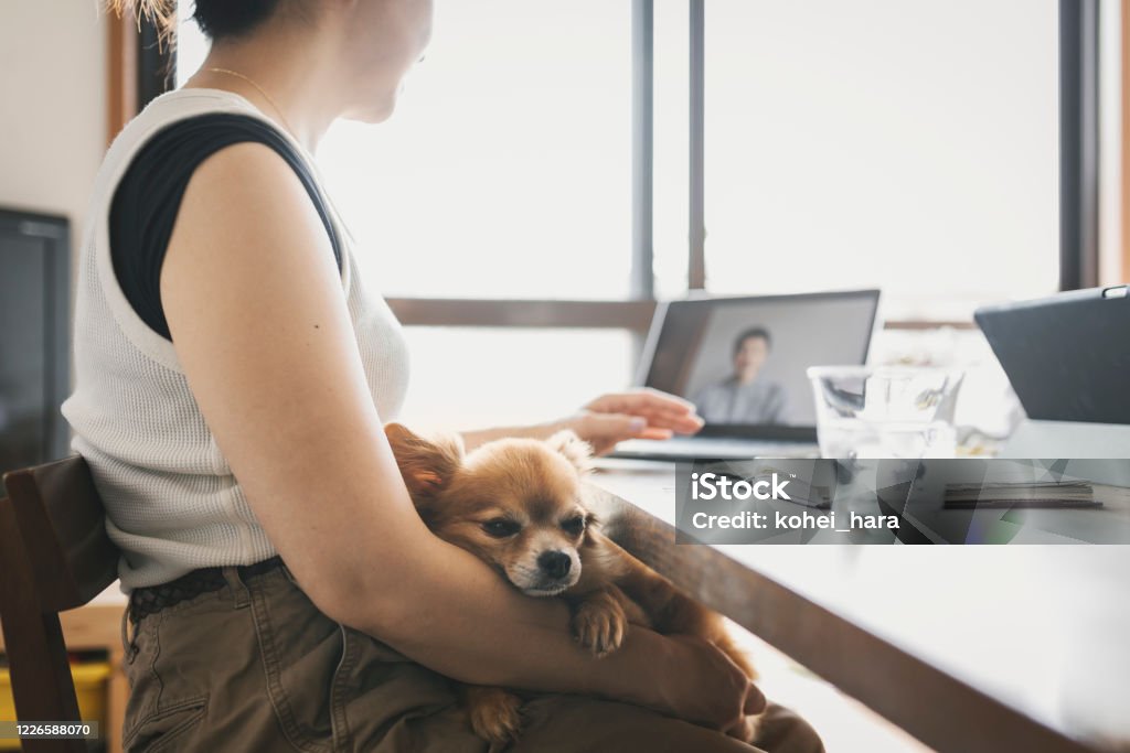 Woman With Dog Attending Online Video Meeting At Home Stock Photo -  Download Image Now - iStock